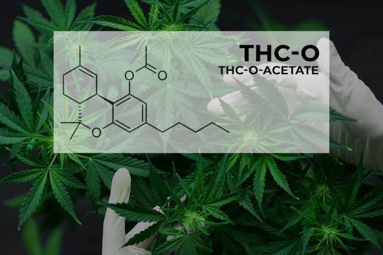 THC-O gummies vs THC-O oil