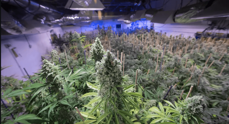 What is CBDA and How is the Cannabinoid Made?
