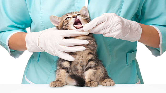 Getting Help Starting Your Veterinarian Practice