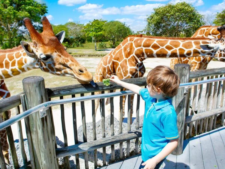 Advantages of Bringing Your Child to a Zoo